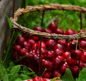 imagen cesta de cerezas