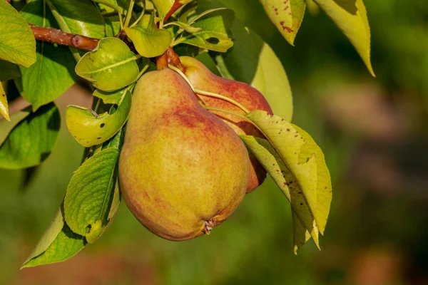 imagen pera limonera